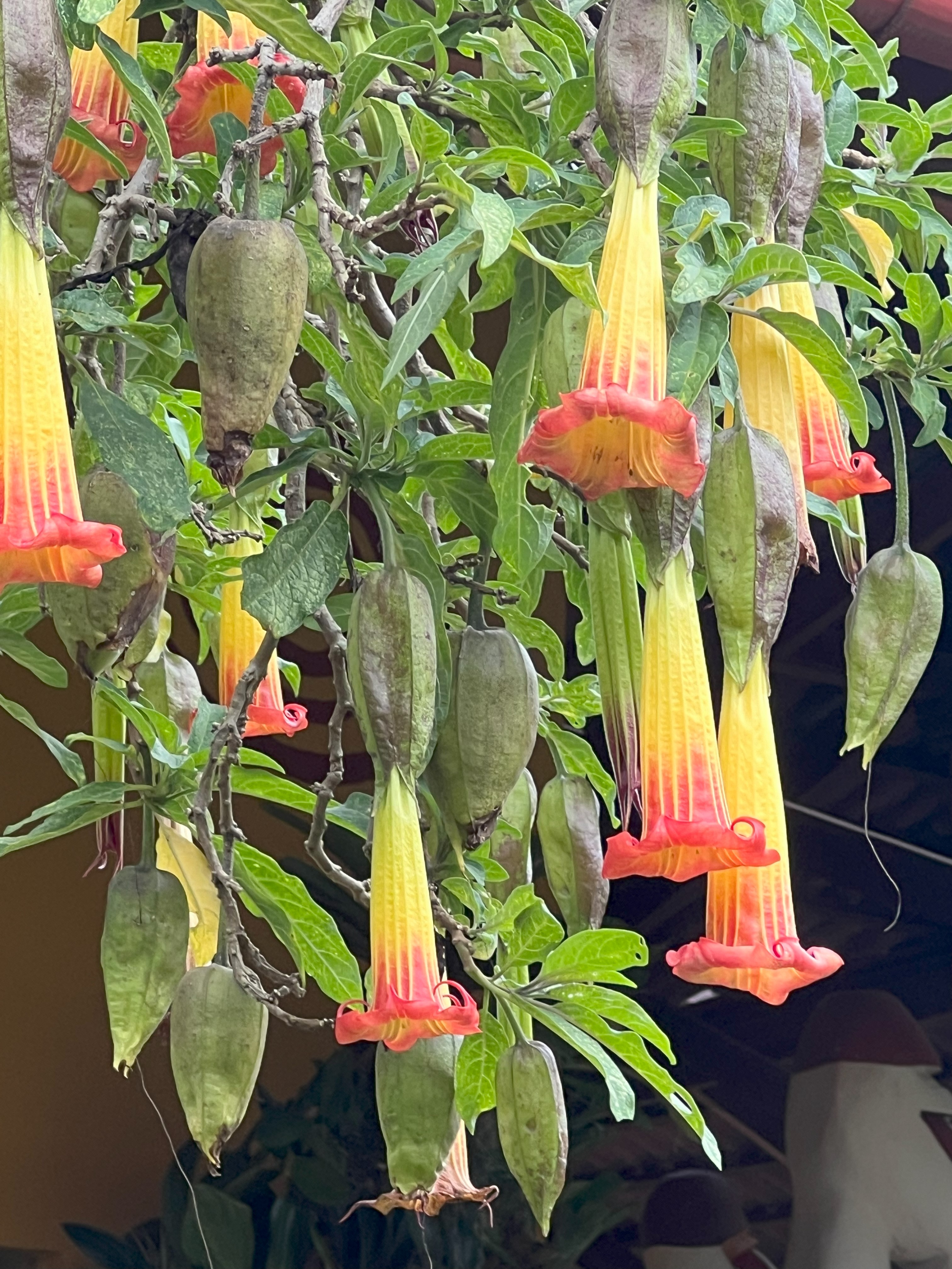 g-Leyme-Flores