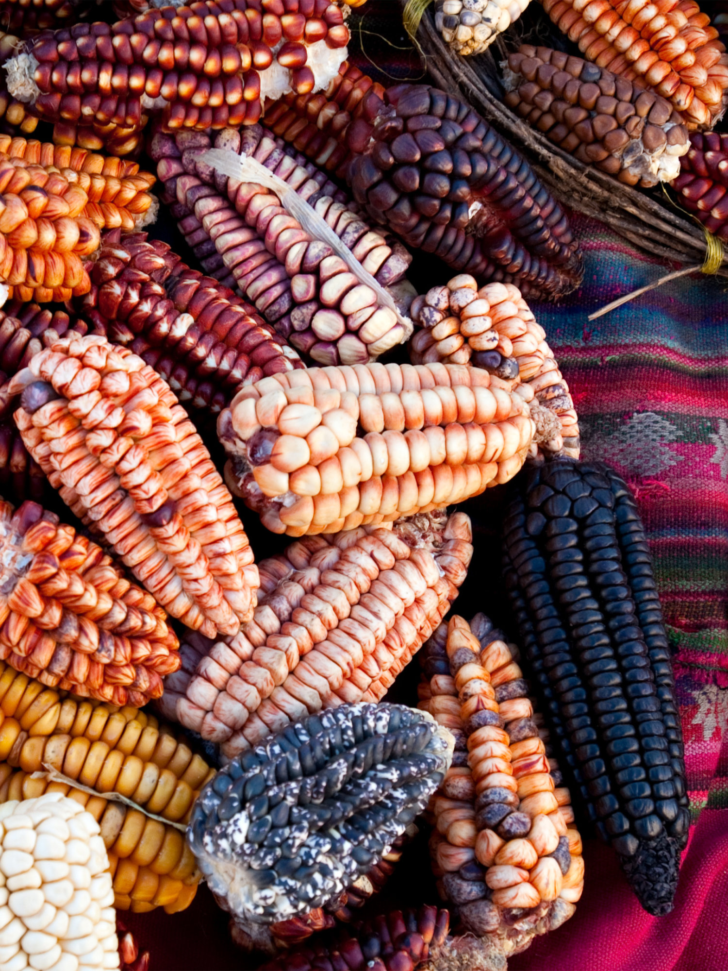 Agroexport - Mais