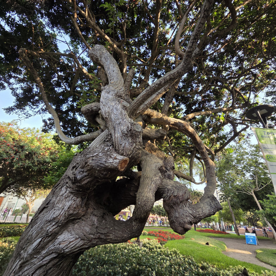 Baum 01 900x900