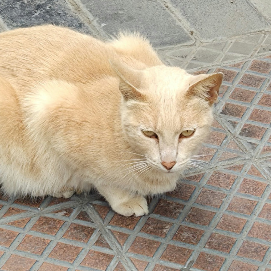 Gato 01 900x900