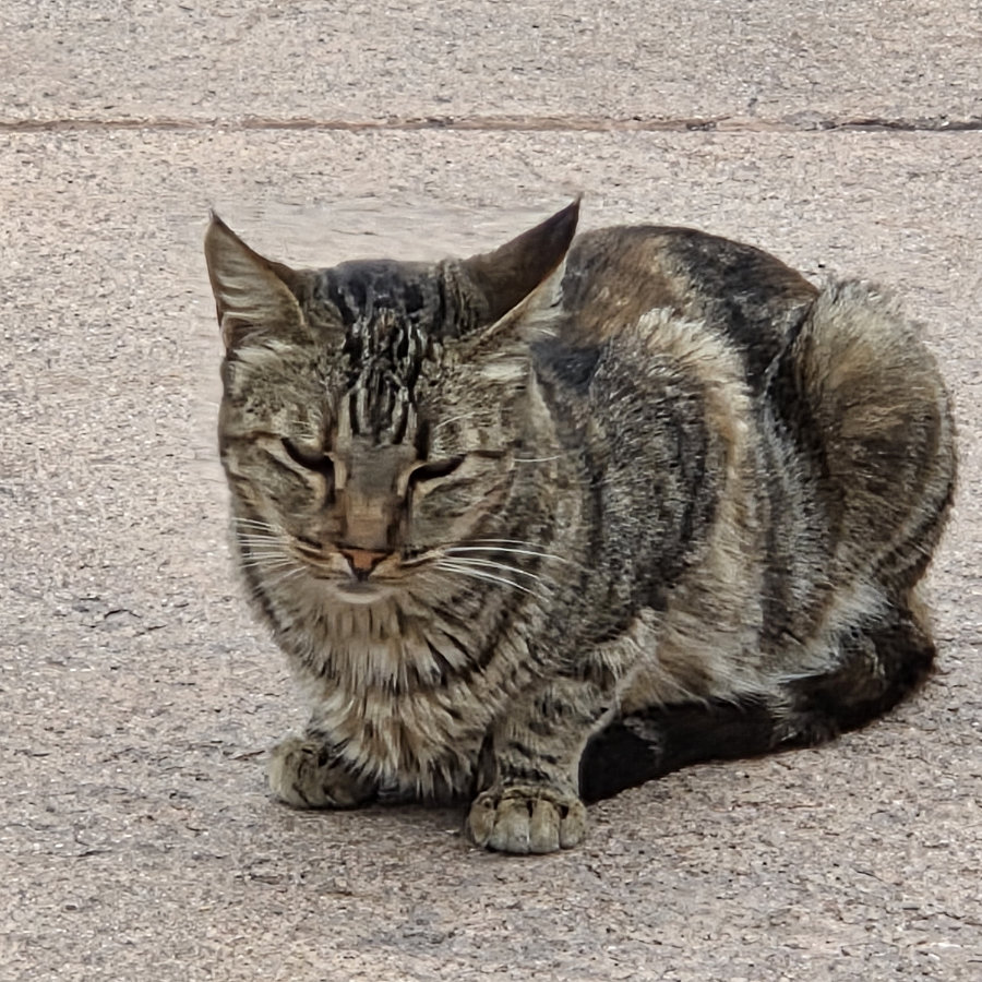 Gato 02 900x900