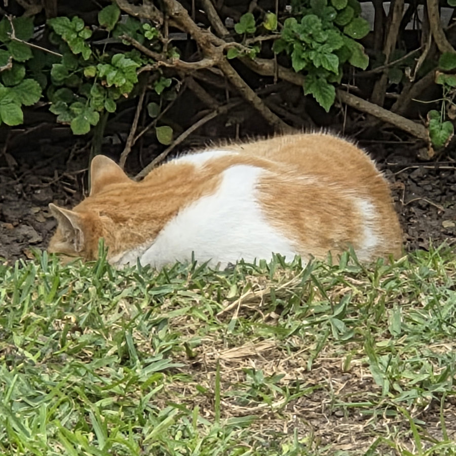 Gato 03 900x900