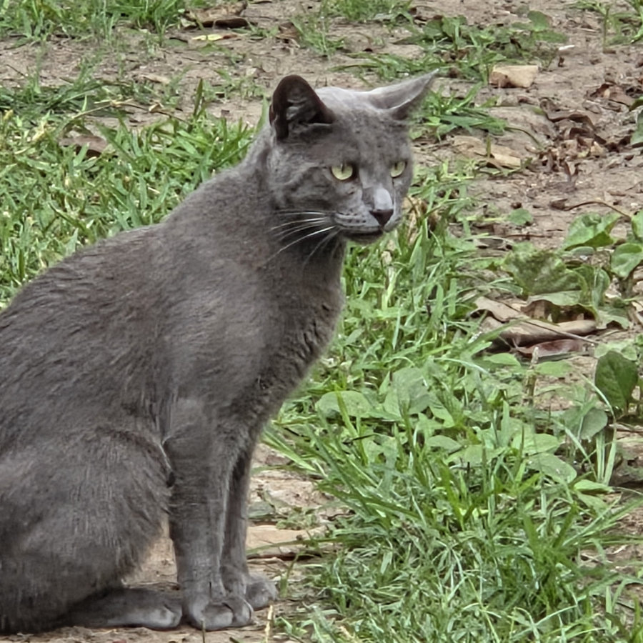 Gato 04 900x900