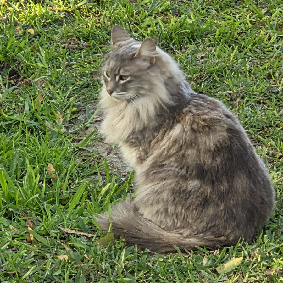 Gato 05 900x900