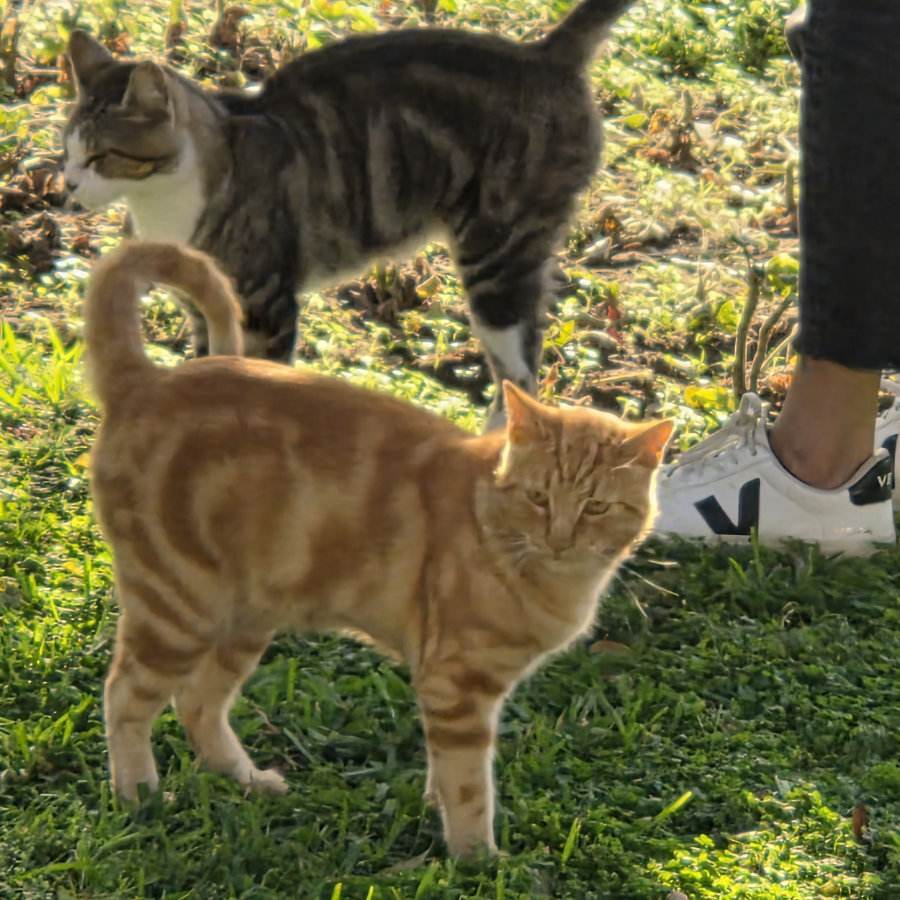 Gato 06 900x900