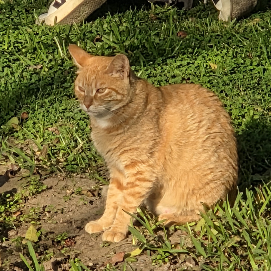 Gato 07 900x900
