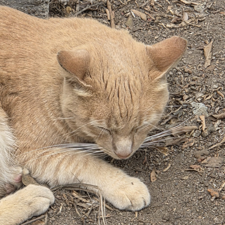 Gato 08 900x900