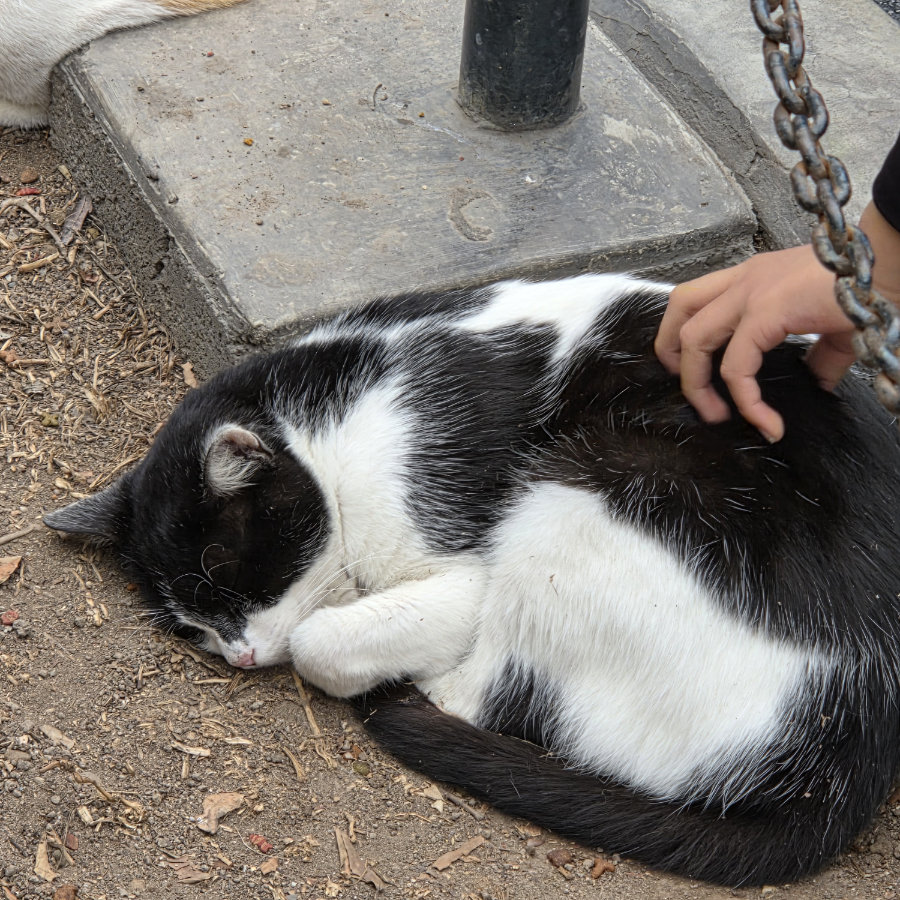 Gato 09 900x900