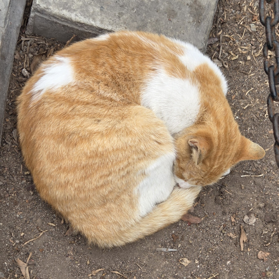 Gato 10 900x900