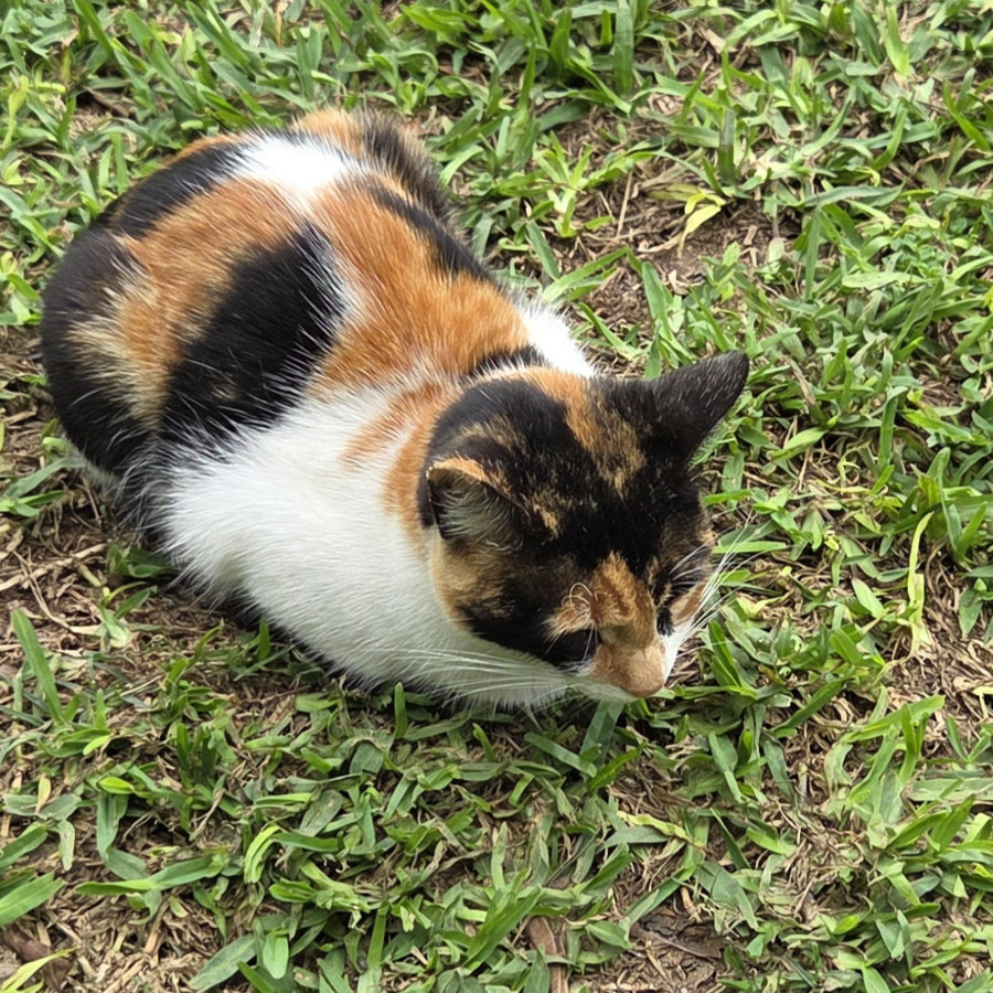 Gato 11 900x900