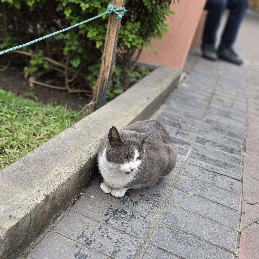 Gato 12 900x900