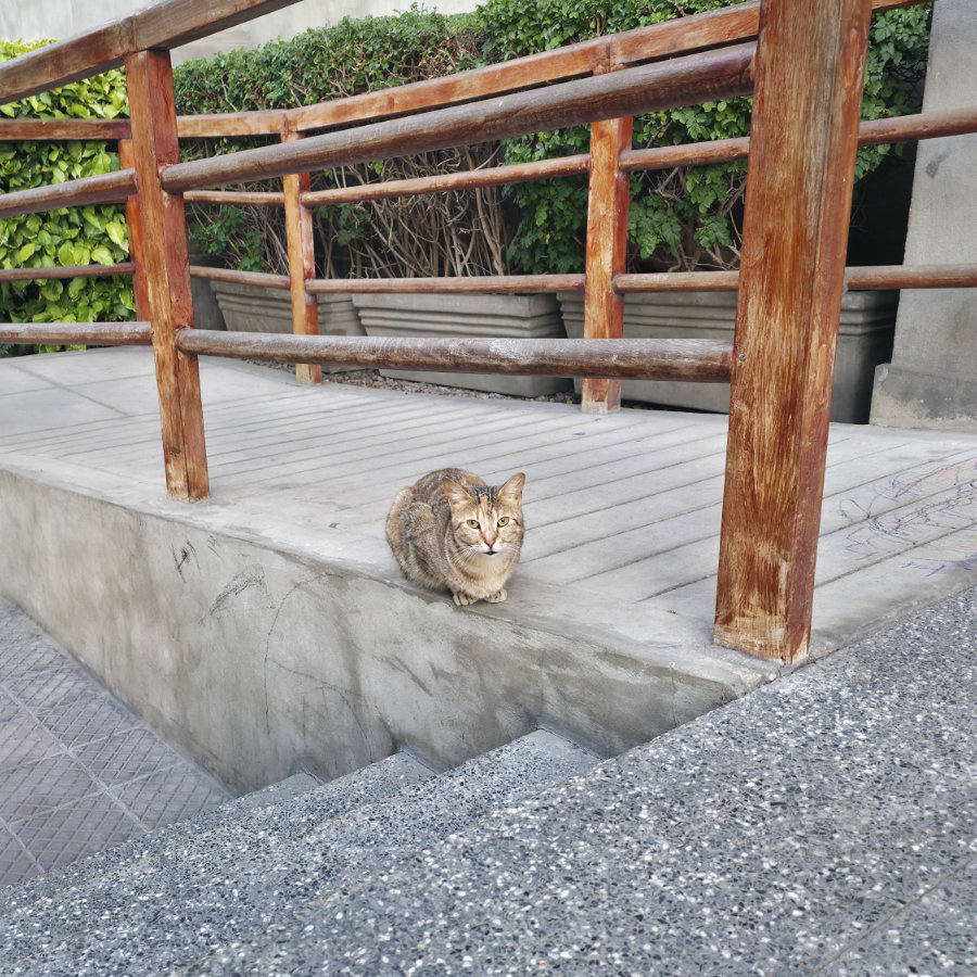 Gato 15 900x900