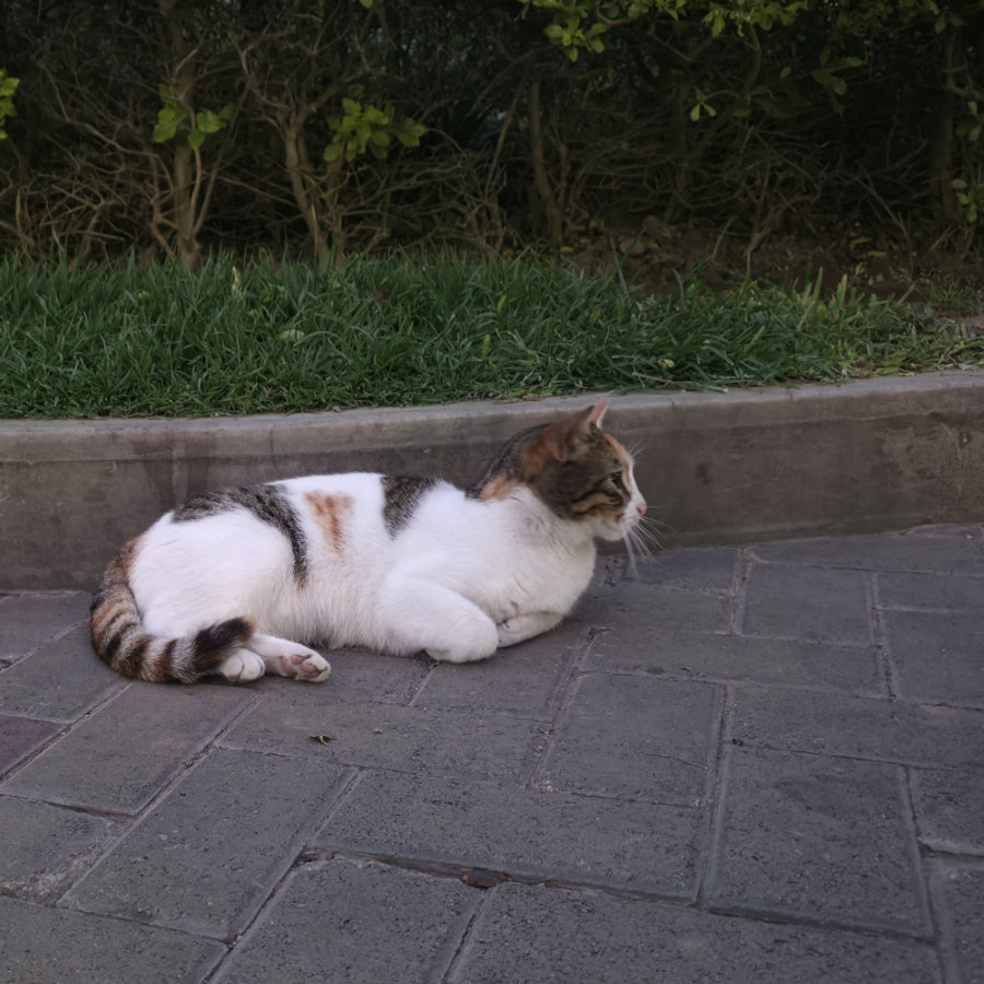 Gato 21 900x900