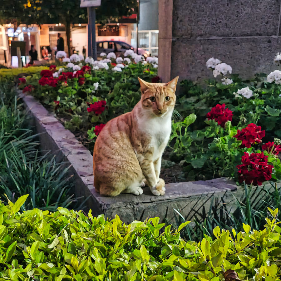 Gato 22 900x900 Titelfoto LUMINAR