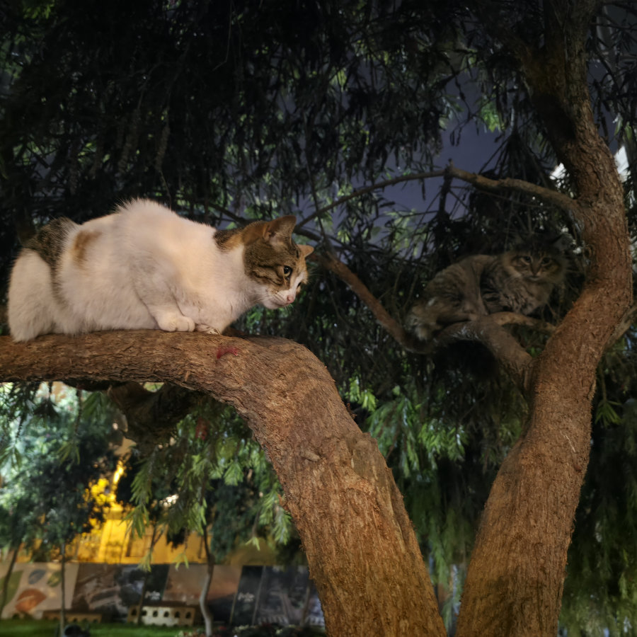 Gato 24 900x900