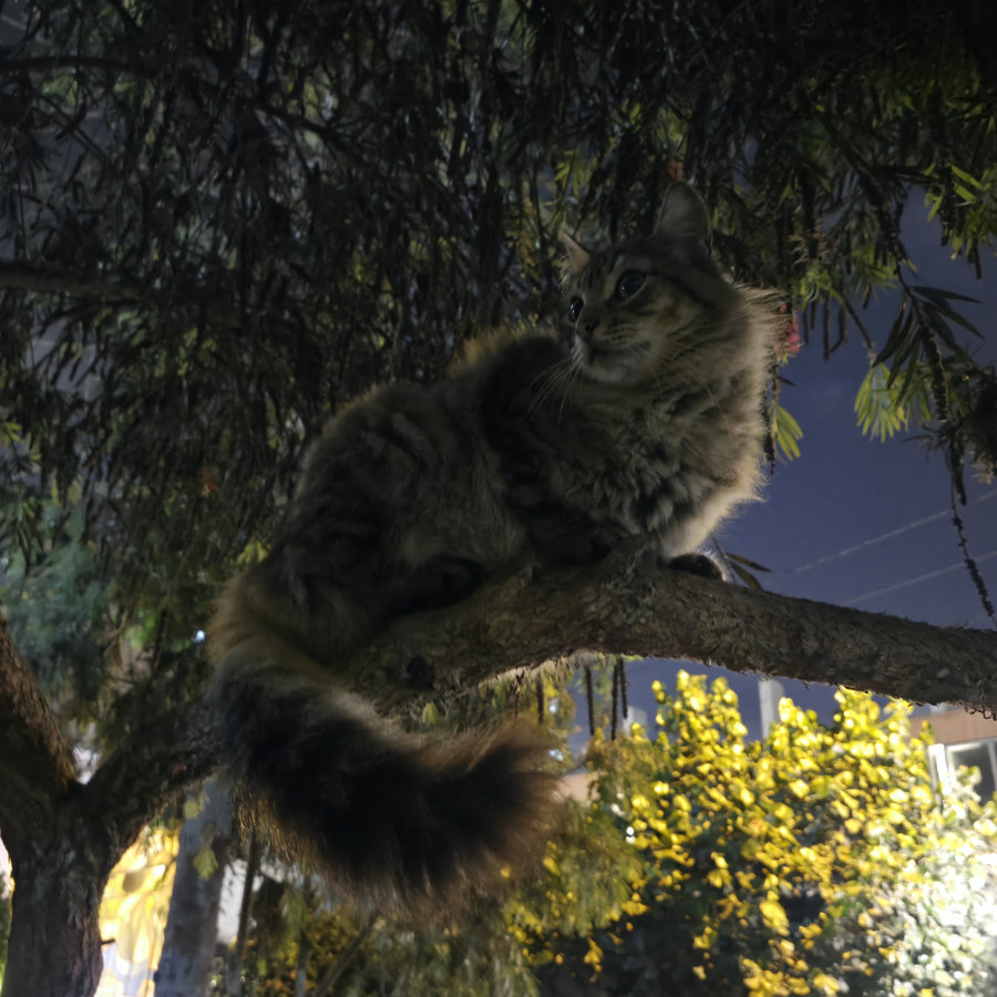Gato 26 900x900