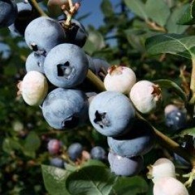 Fruit Logistica: Perus Blaubeeren-Exporte stark gestiegen Fruit Logistica: Perus Blaubeeren-Exporte stark gestiegen