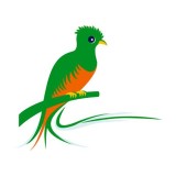 Pajarillo Verde